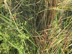 Macroptilium lathyroides