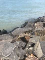 Varanus panoptes panoptes