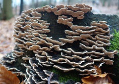 Trametes versicolor