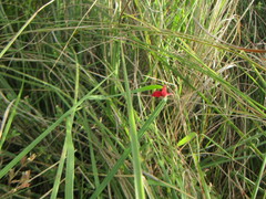 Macroptilium lathyroides