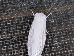 Xyloryctidae