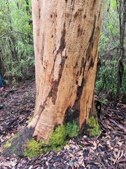 Eucalyptus diversicolor