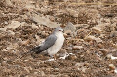 Accipiter badius polyzonoides