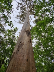 Eucalyptus diversicolor