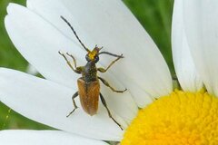 Pseudovadonia livida