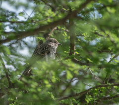 Bradornis microrhynchus