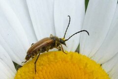 Pseudovadonia livida