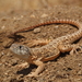 Blunt-nosed Leopard Lizard - Photo (c) Nicholas Hess, some rights reserved (CC BY-NC), uploaded by Nicholas Hess