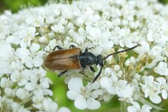 Pseudovadonia livida