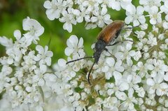 Pseudovadonia livida