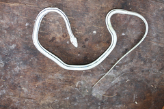 Psammophis orientalis