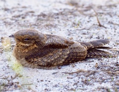 Caprimulgus madagascariensis