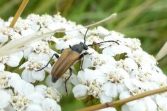 Pseudovadonia livida