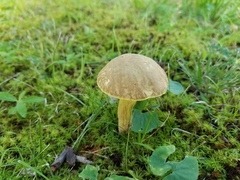 Hemileccinum