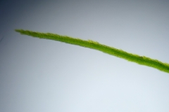 Dicranella heteromalla