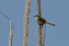 Prinia lepida