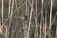 Prinia lepida