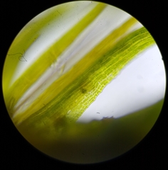 Dicranella heteromalla