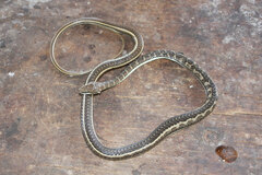 Psammophis orientalis