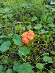 Cantharellus corallinus