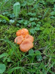 Cantharellus corallinus