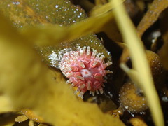 Phlyctenanthus australis