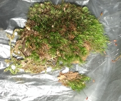 Dicranella heteromalla