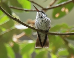 Elliotomyia chionogaster