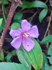 Melastoma malabathricum