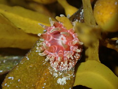 Phlyctenanthus australis