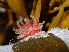 Phlyctenanthus australis