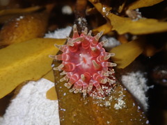 Phlyctenanthus australis