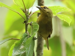Sphenopsis frontalis