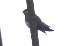 Pygochelidon cyanoleuca