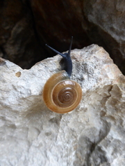 Aegopis croaticus