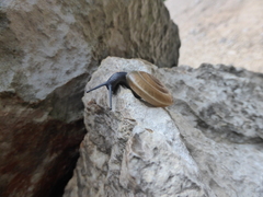 Aegopis croaticus