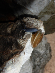 Aegopis croaticus