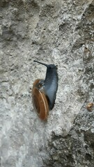 Aegopis croaticus