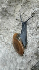 Aegopis croaticus