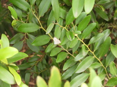 Catopyrops florinda
