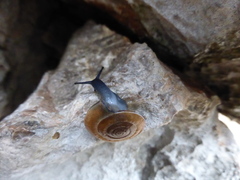 Aegopis croaticus