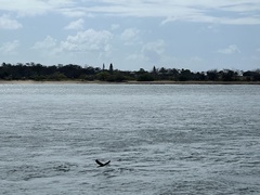 Phalacrocorax varius