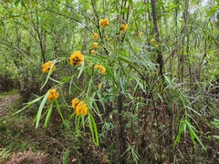 Callistachys lanceolata
