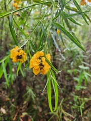 Callistachys lanceolata