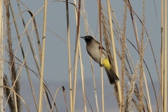 Pycnonotus xanthopygos