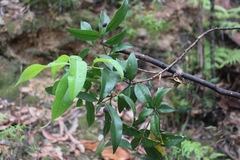 Oleaceae