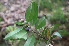 Oleaceae