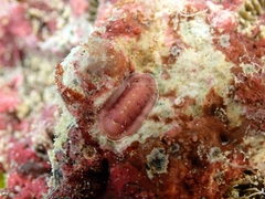 Tegulaplax hululensis