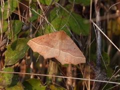 Tetracis jubararia