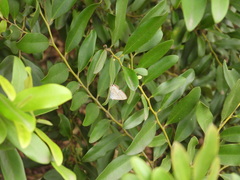 Catopyrops florinda